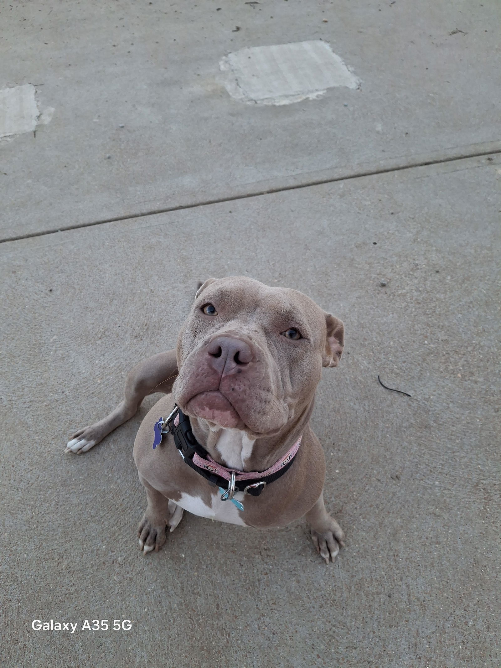 Adopt Honey Lamb Today Find Paw Pal