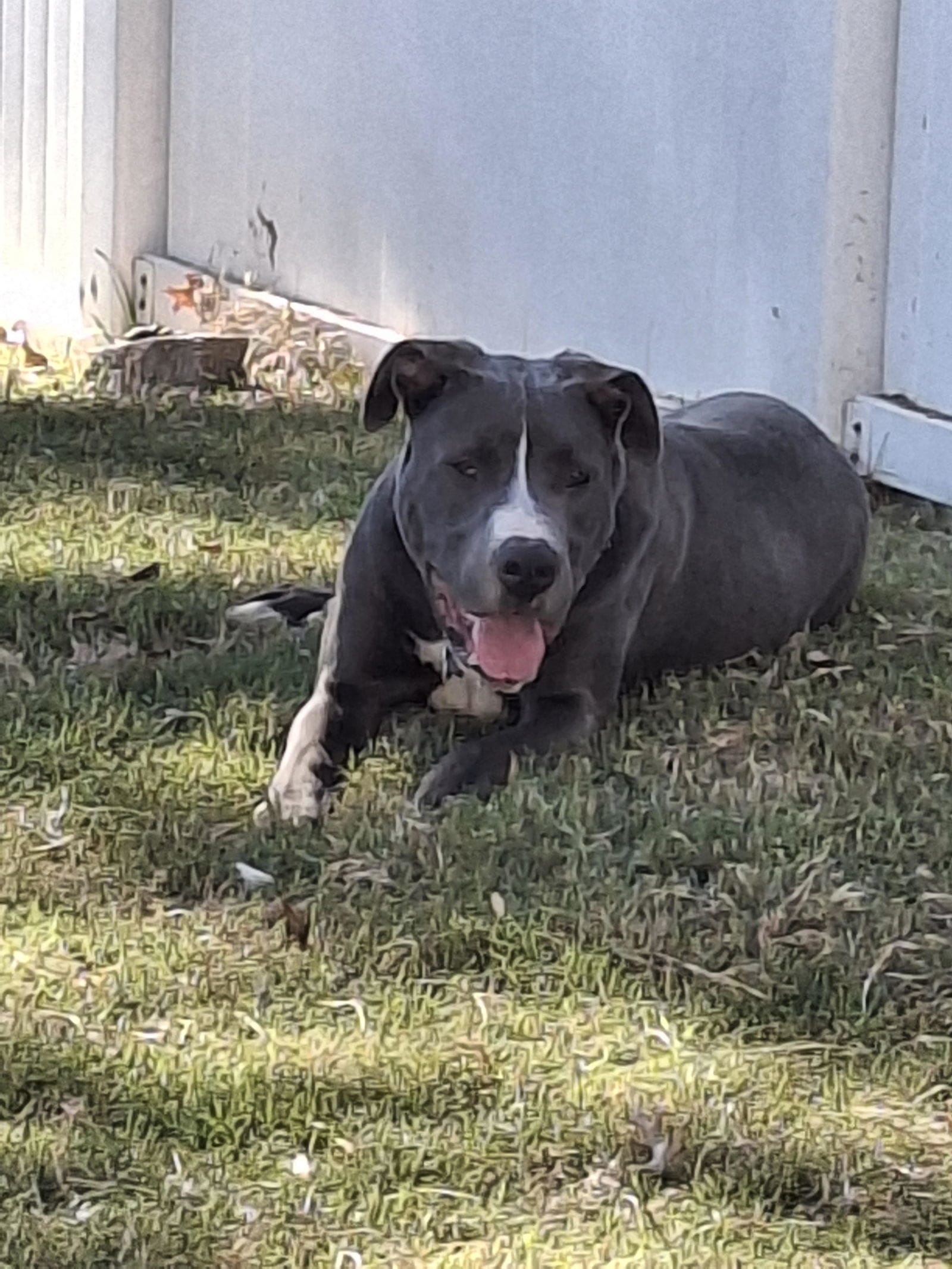 Adopt Chase Green Today Find Paw Pal