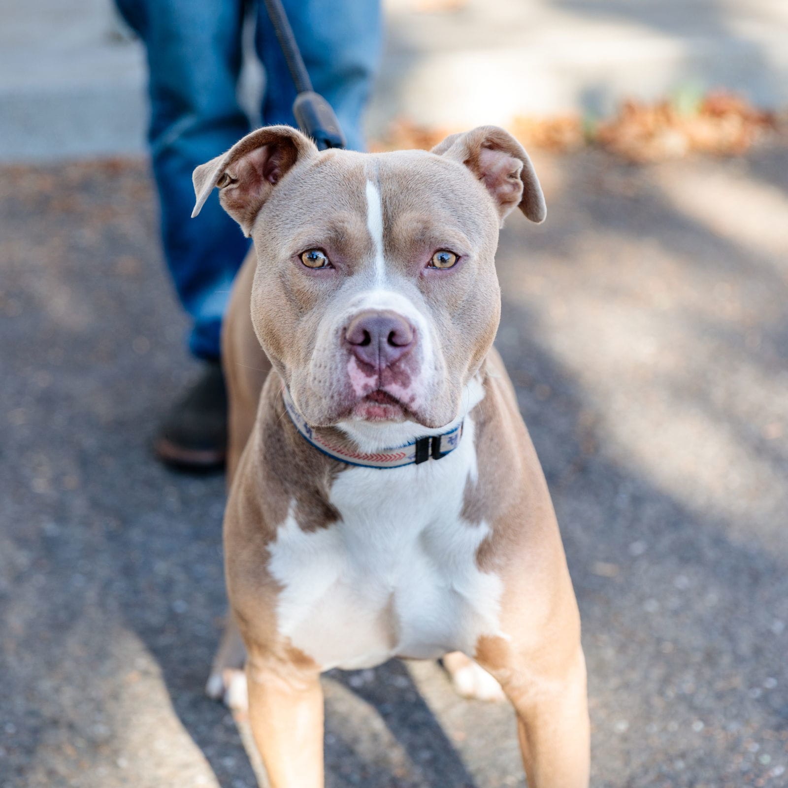 Adopt Pringle Today Find Paw Pal