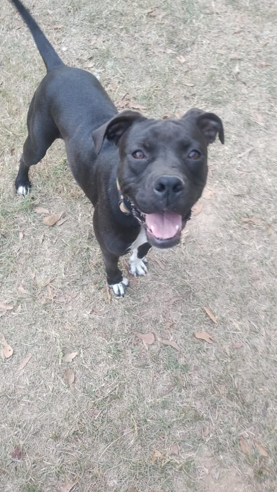 Adopt Rose (2024) Today Pets TheCountyOffice