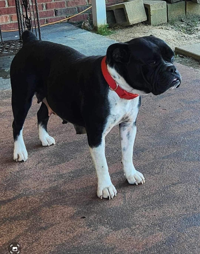 Adopt Beauty Today Pets TheCountyOffice