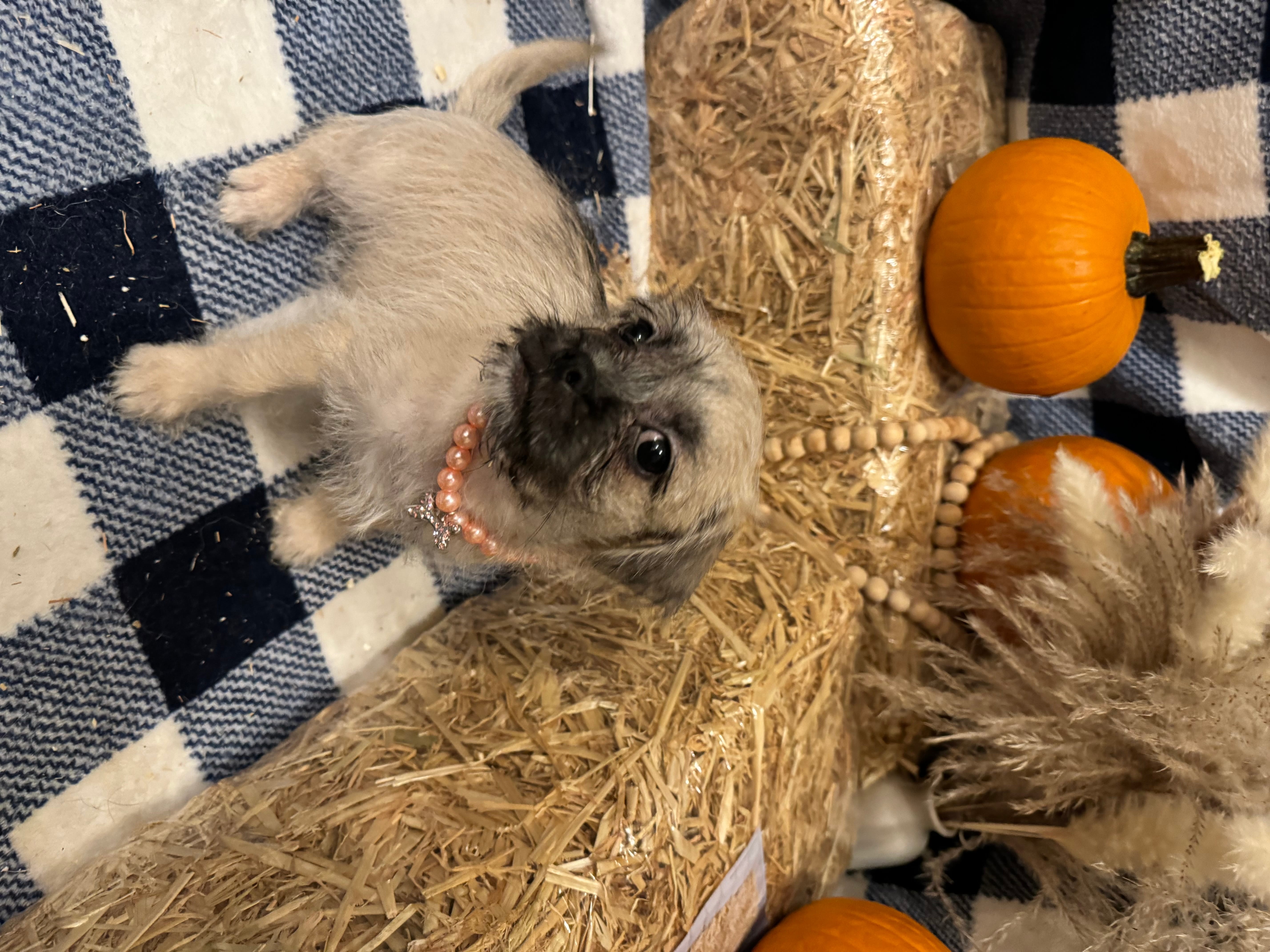 Adopt Morticia Today Find Paw Pal