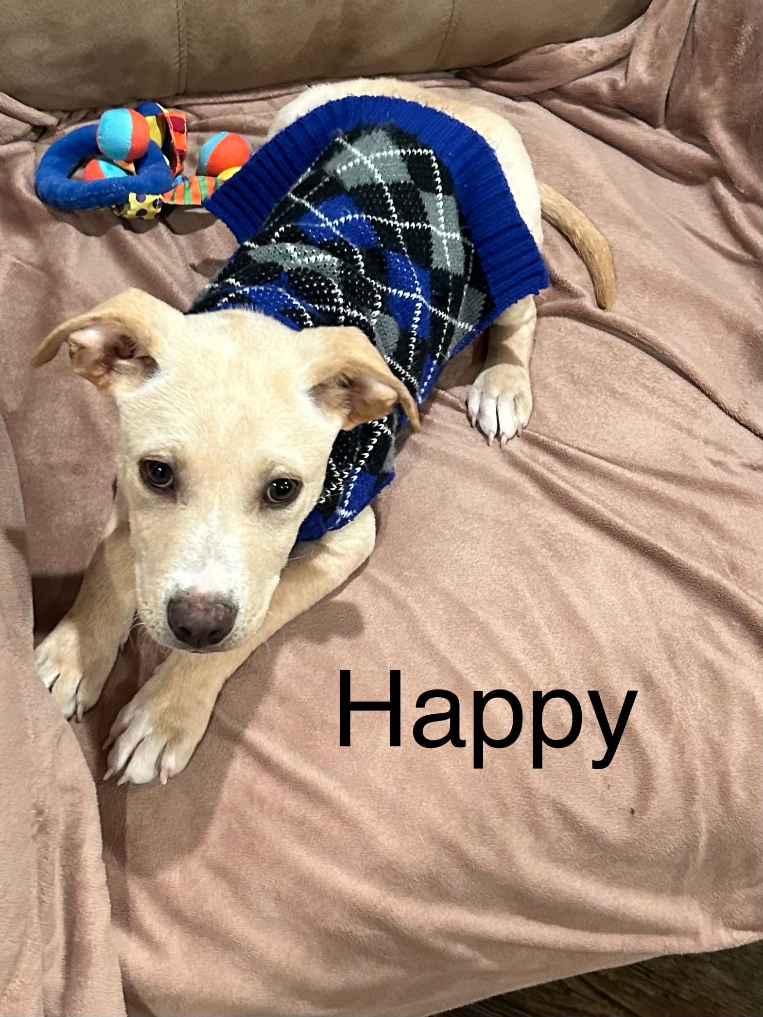 Adopt Happy Today Find Paw Pal