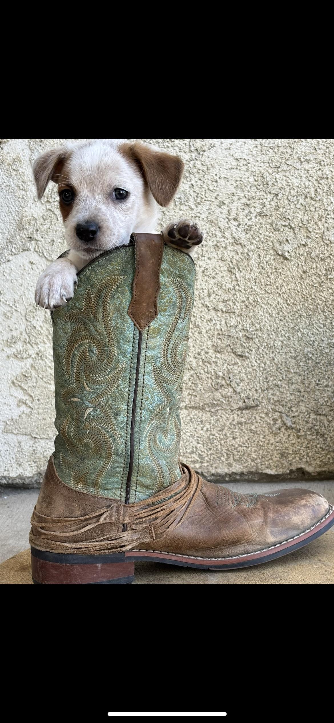 Adopt Cowboy Today Find Paw Pal