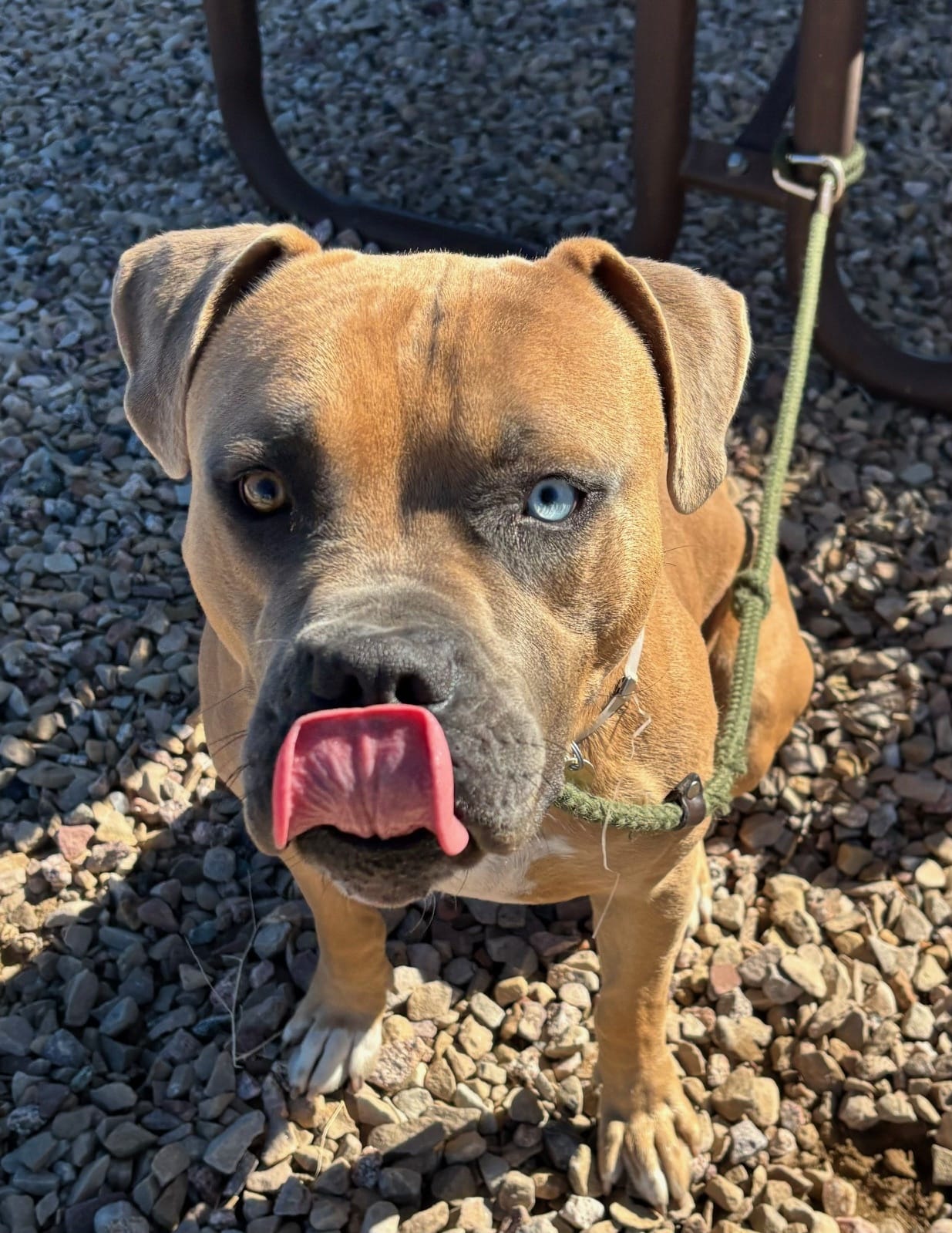 Adopt Hector Today Find Paw Pal