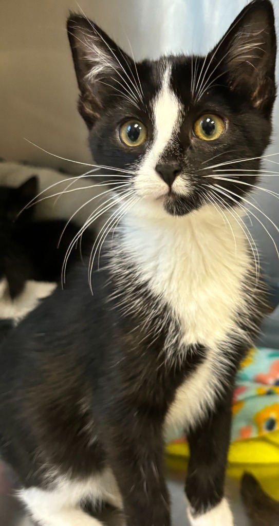 Adopt Navi Today Find Paw Pal