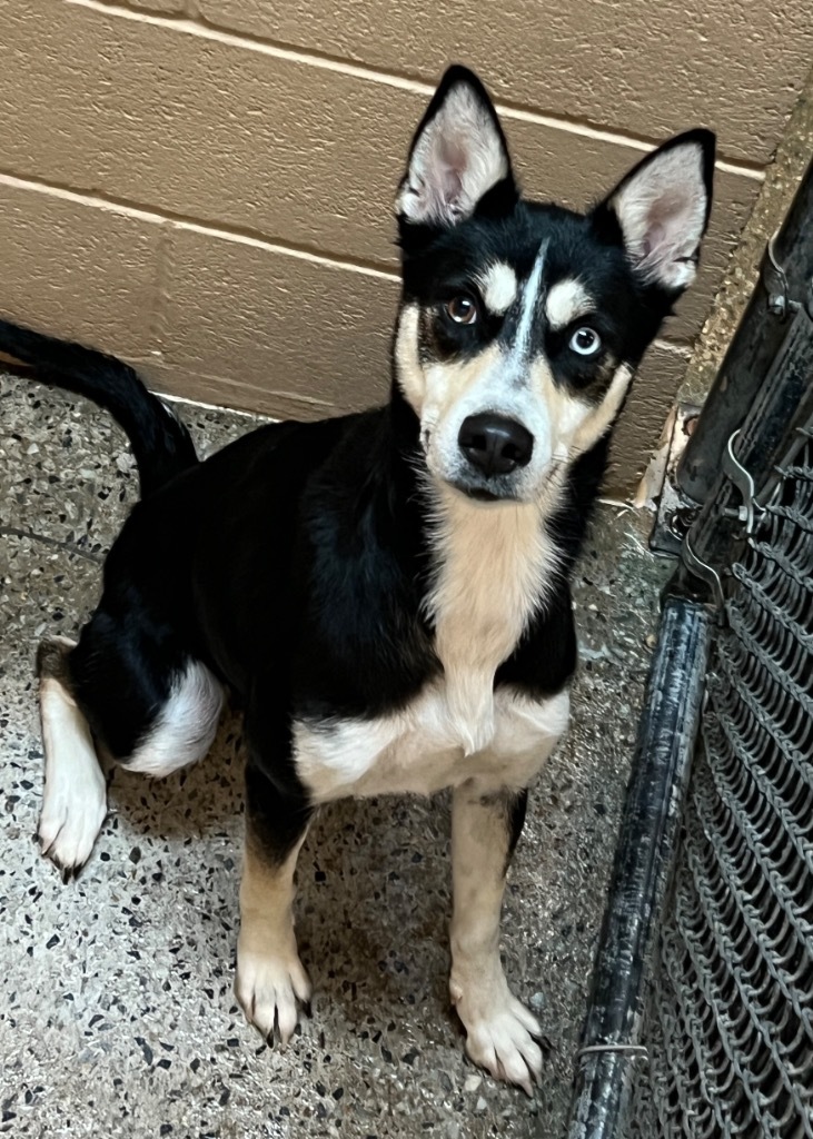 Adopt Sally Today Find Paw Pal