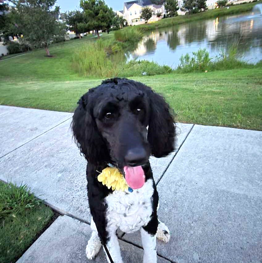 Adopt Sage Today Find Paw Pal