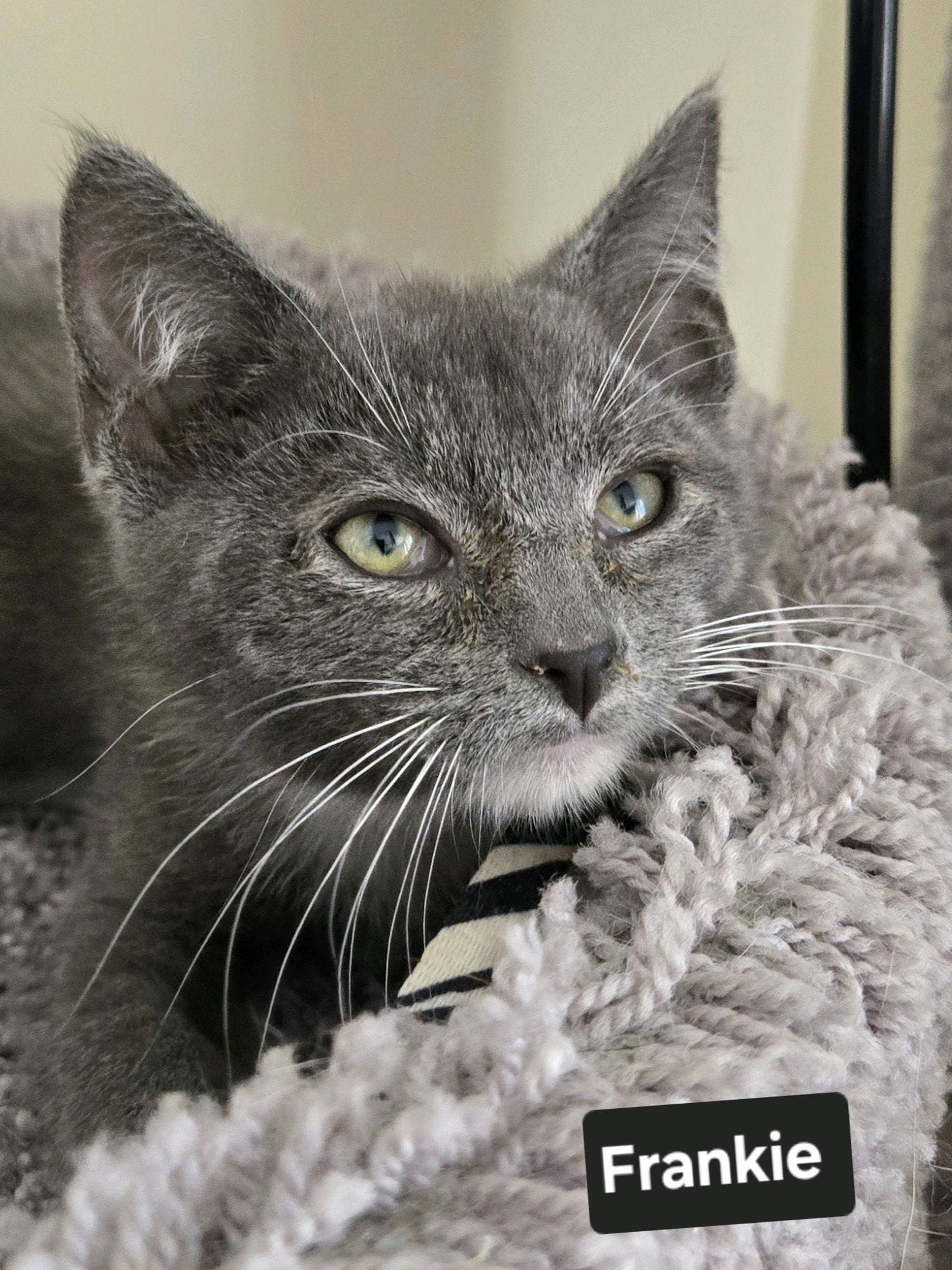 Adopt Frankie (24858) Today Find Paw Pal