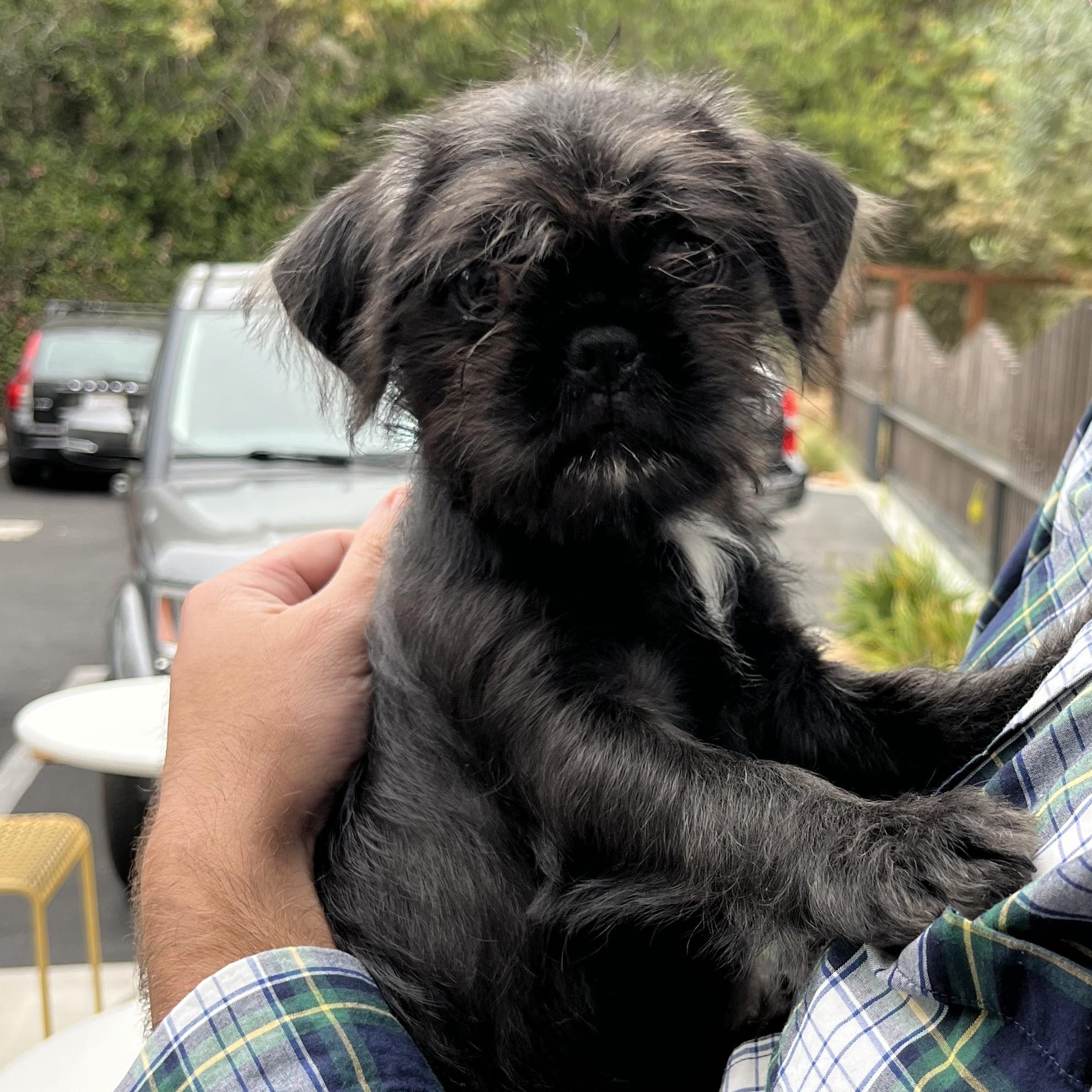 Adopt Corky and Zeppy (adoptable seperately ) Today Find Paw Pal