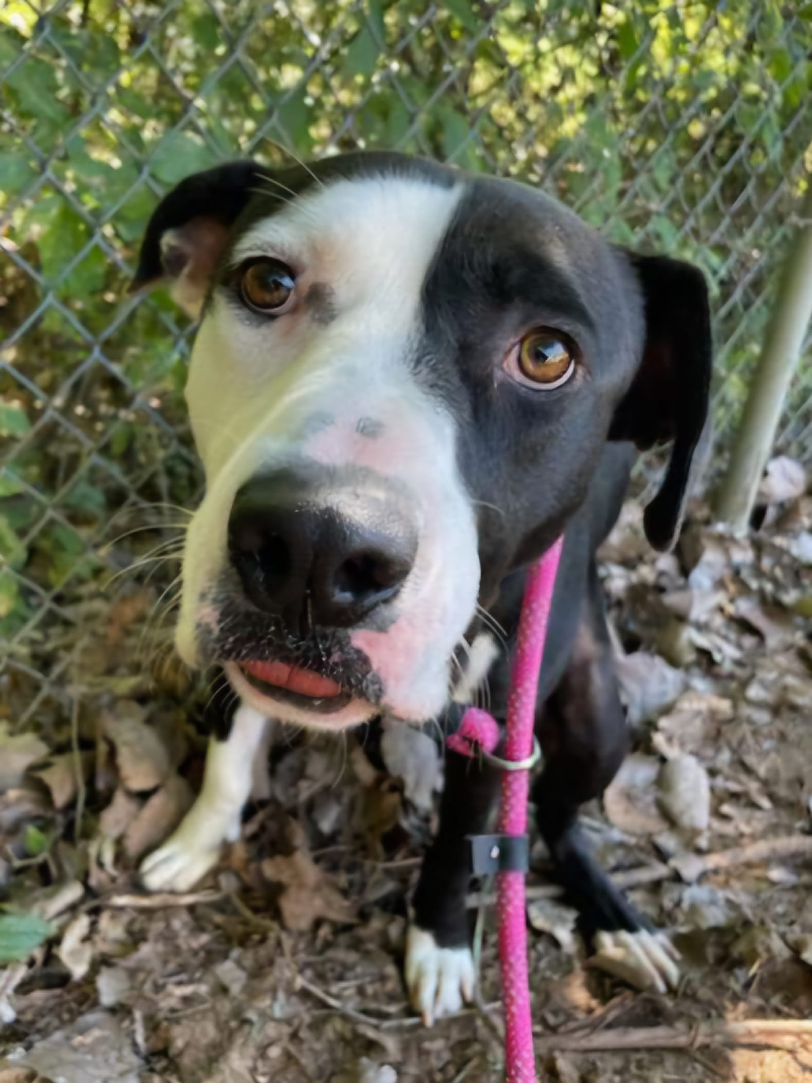 Adopt Chase Green Today Find Paw Pal