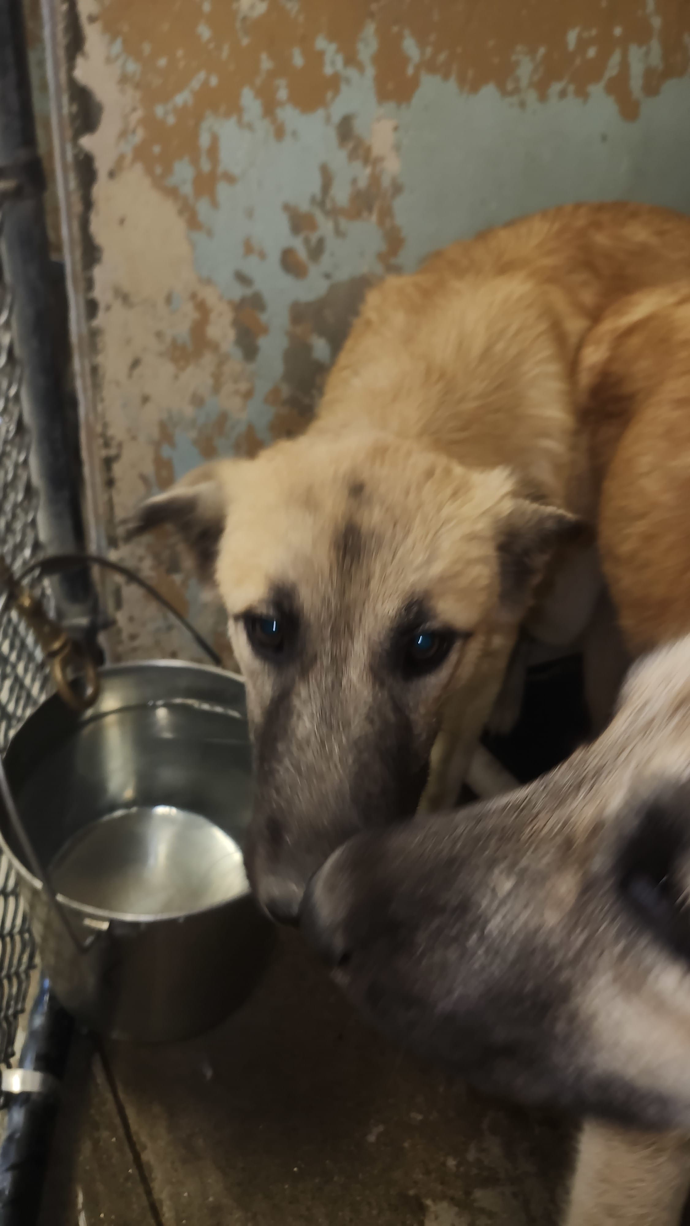 Adopt Magpie Today Find Paw Pal