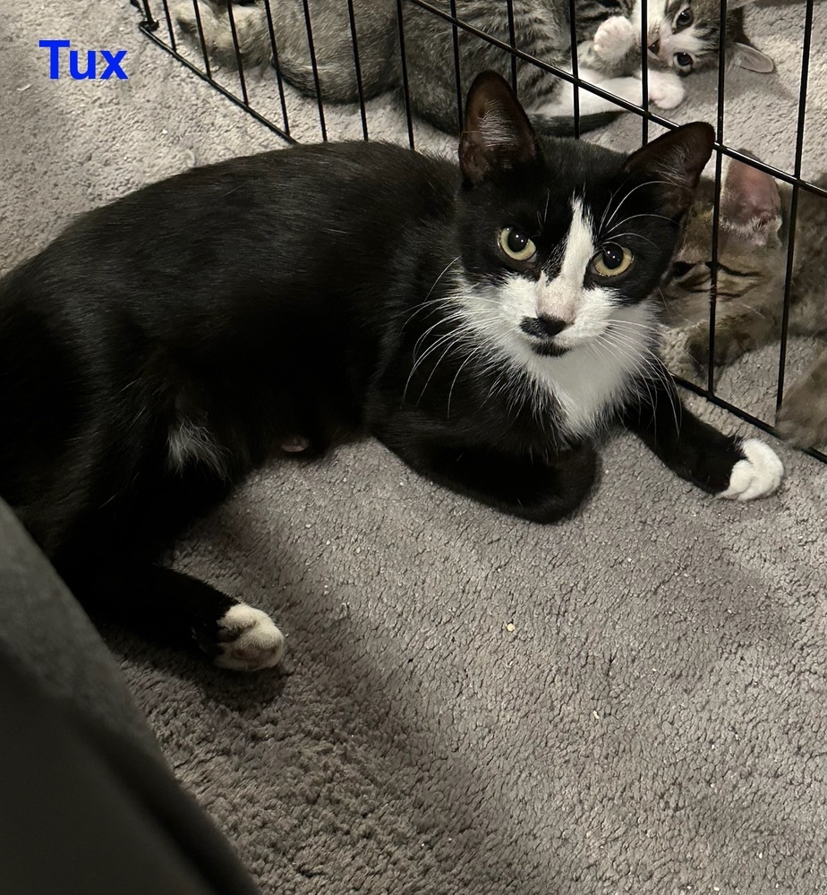 Adopt Tux Little Neck Today Pets TheCountyOffice