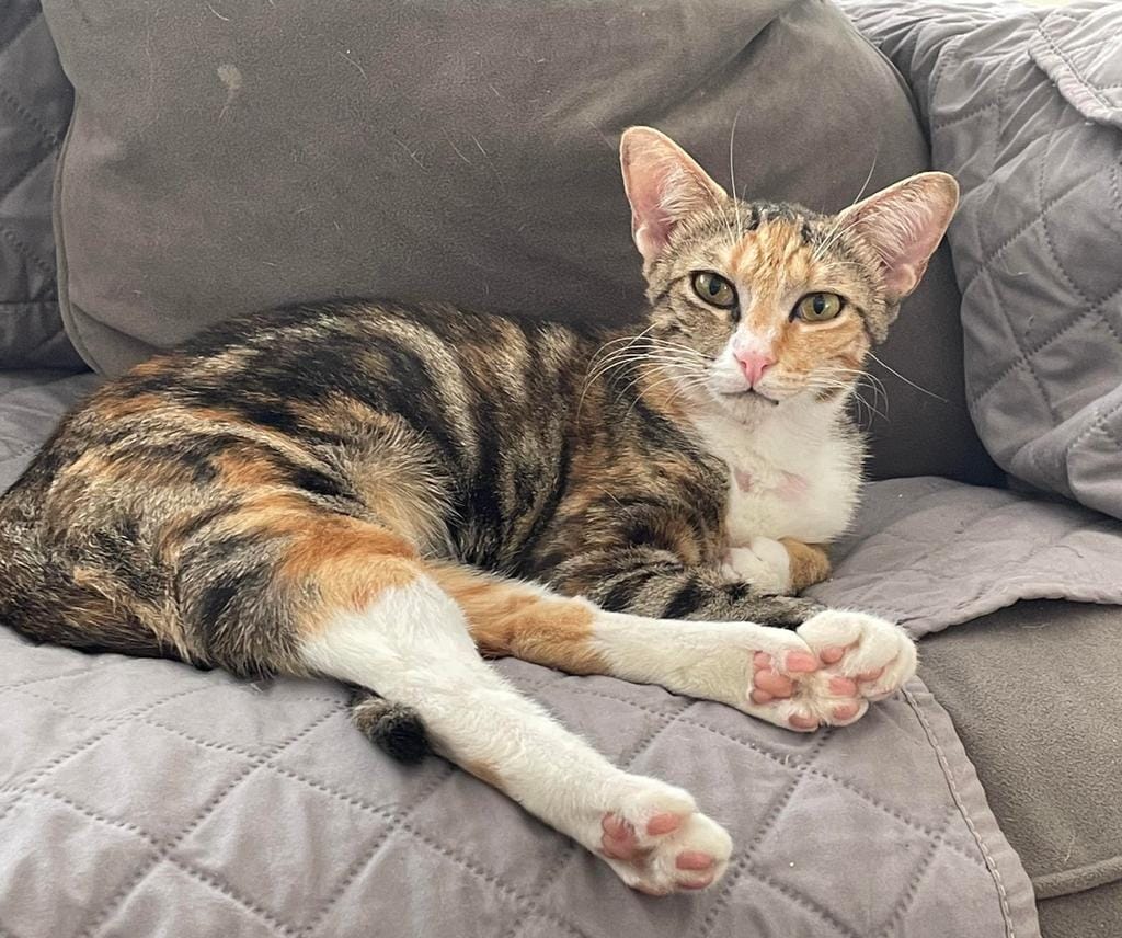 Adopt Jules Today Find Paw Pal