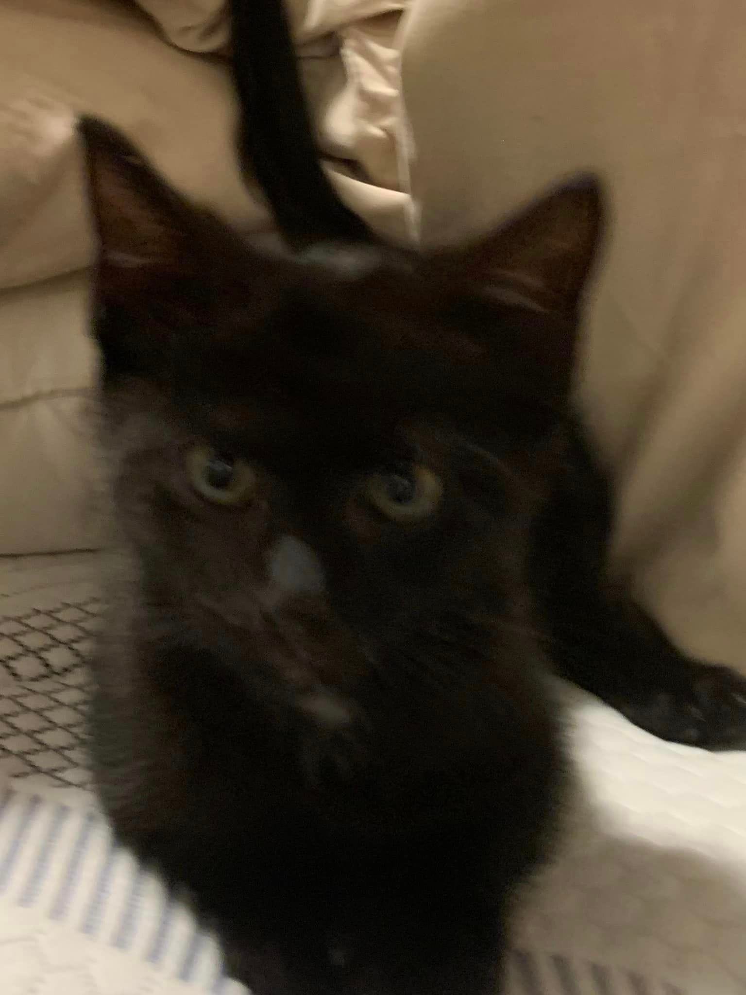 Adopt Snape Today Find Paw Pal