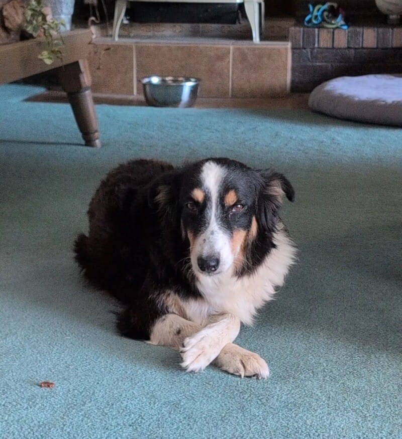 Adopt Poppy Today Find Paw Pal