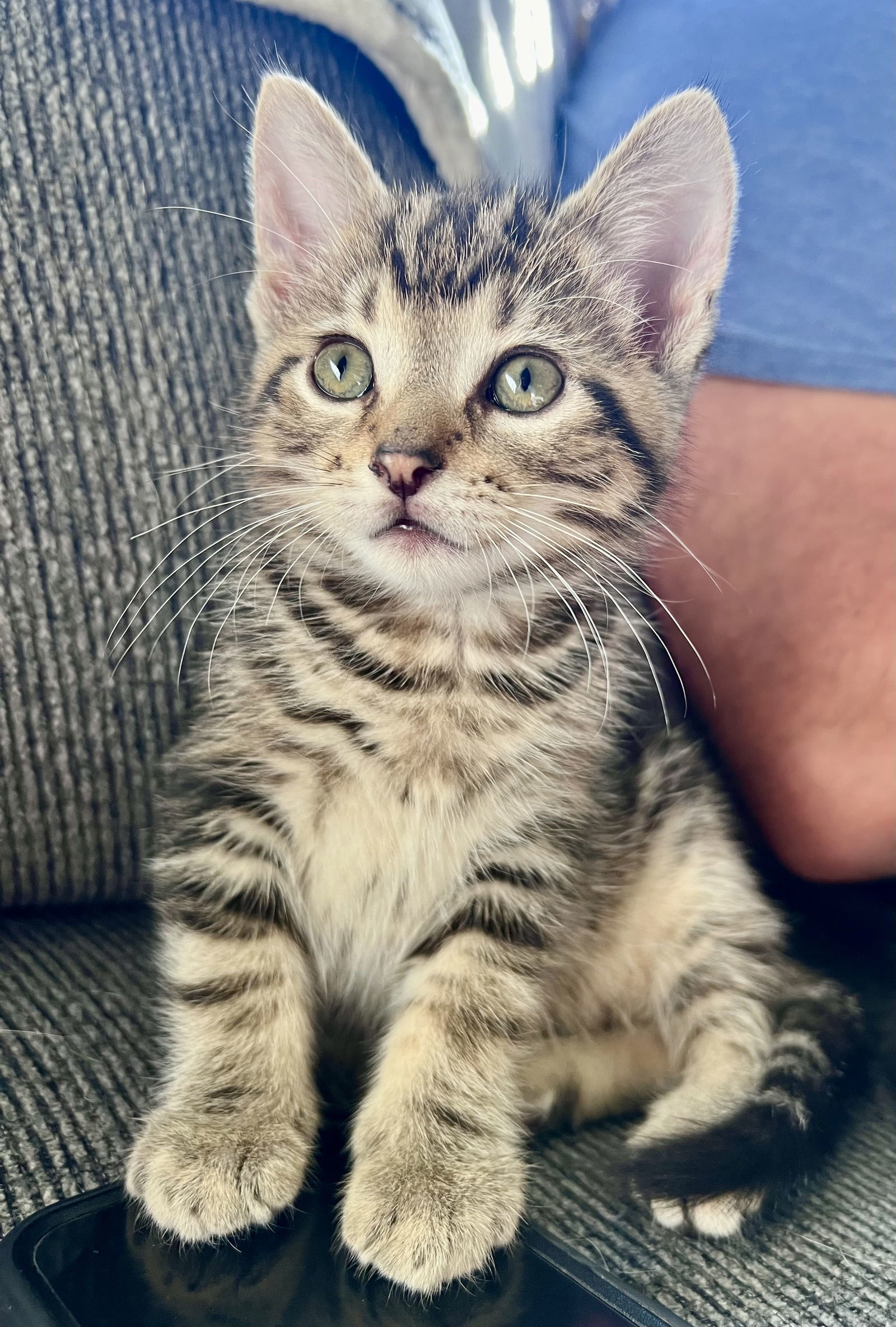 Adopt Tabby Today Find Paw Pal