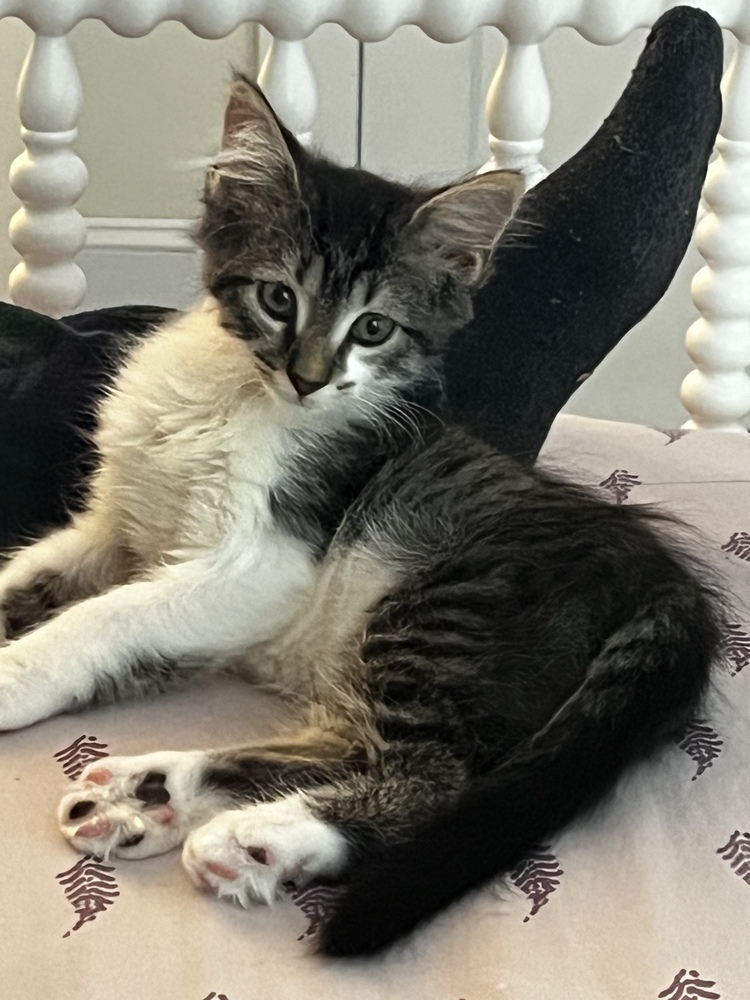 Adopt Skimbleshanks Cats Litter Today Pets TheCountyOffice