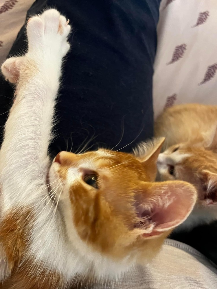 Adopt Asher Today Pets TheCountyOffice