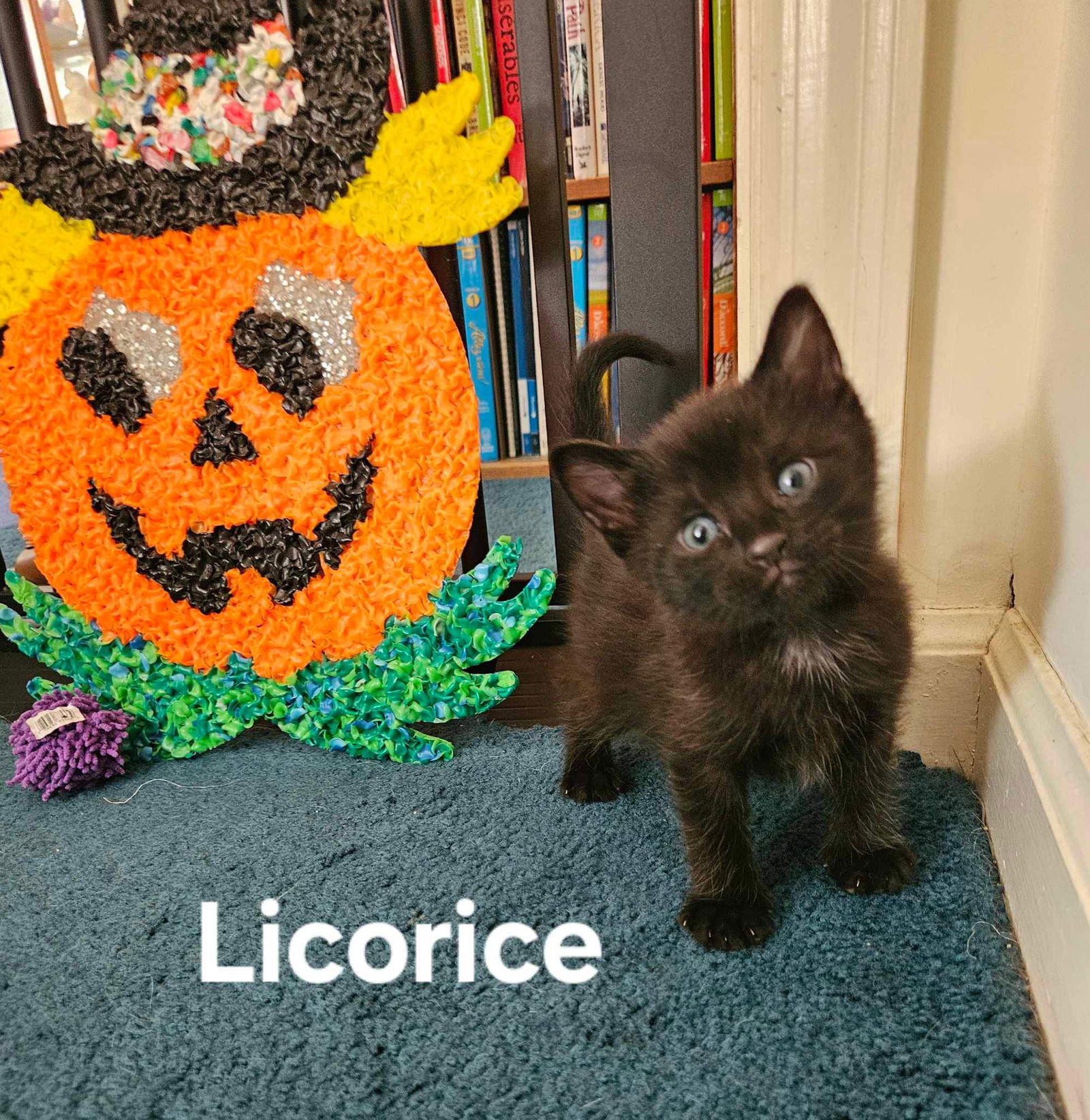 Adopt Licorice Not at shelter ( Mom Cinnamon) Today Find Paw Pal