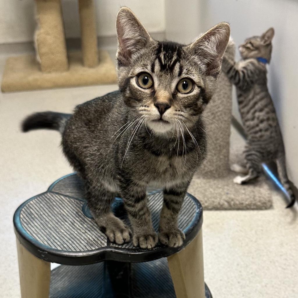 Adopt Hersheys Kisses Today Find Paw Pal