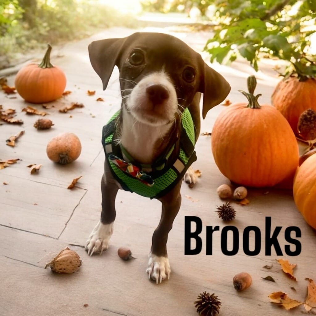 Adopt Brooks Today Find Paw Pal