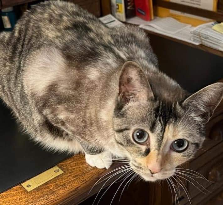 Adopt SIOBHAN urgent bonded pair needs foster or adoption mom died