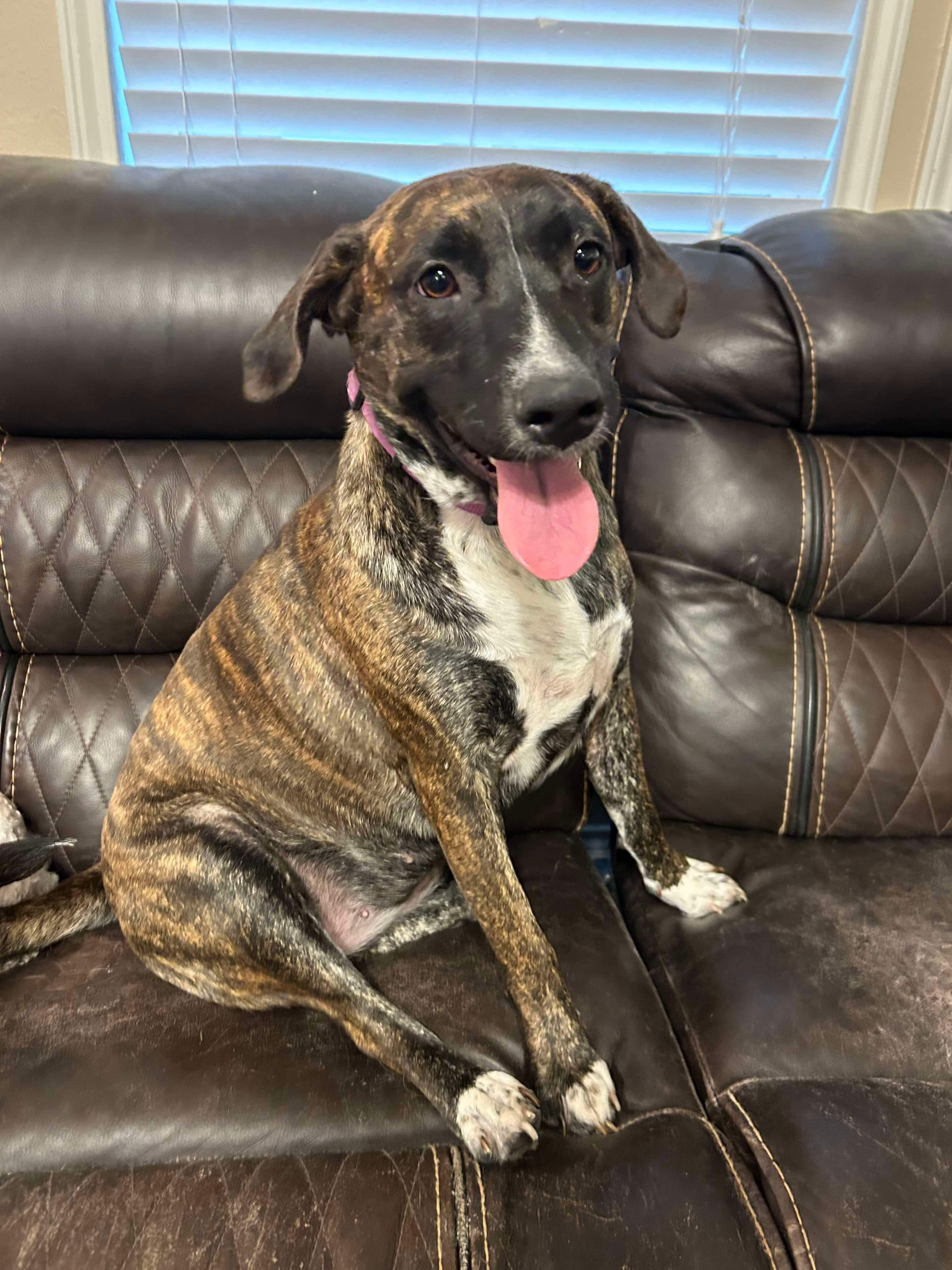 Adopt Adaline Today Find Paw Pal