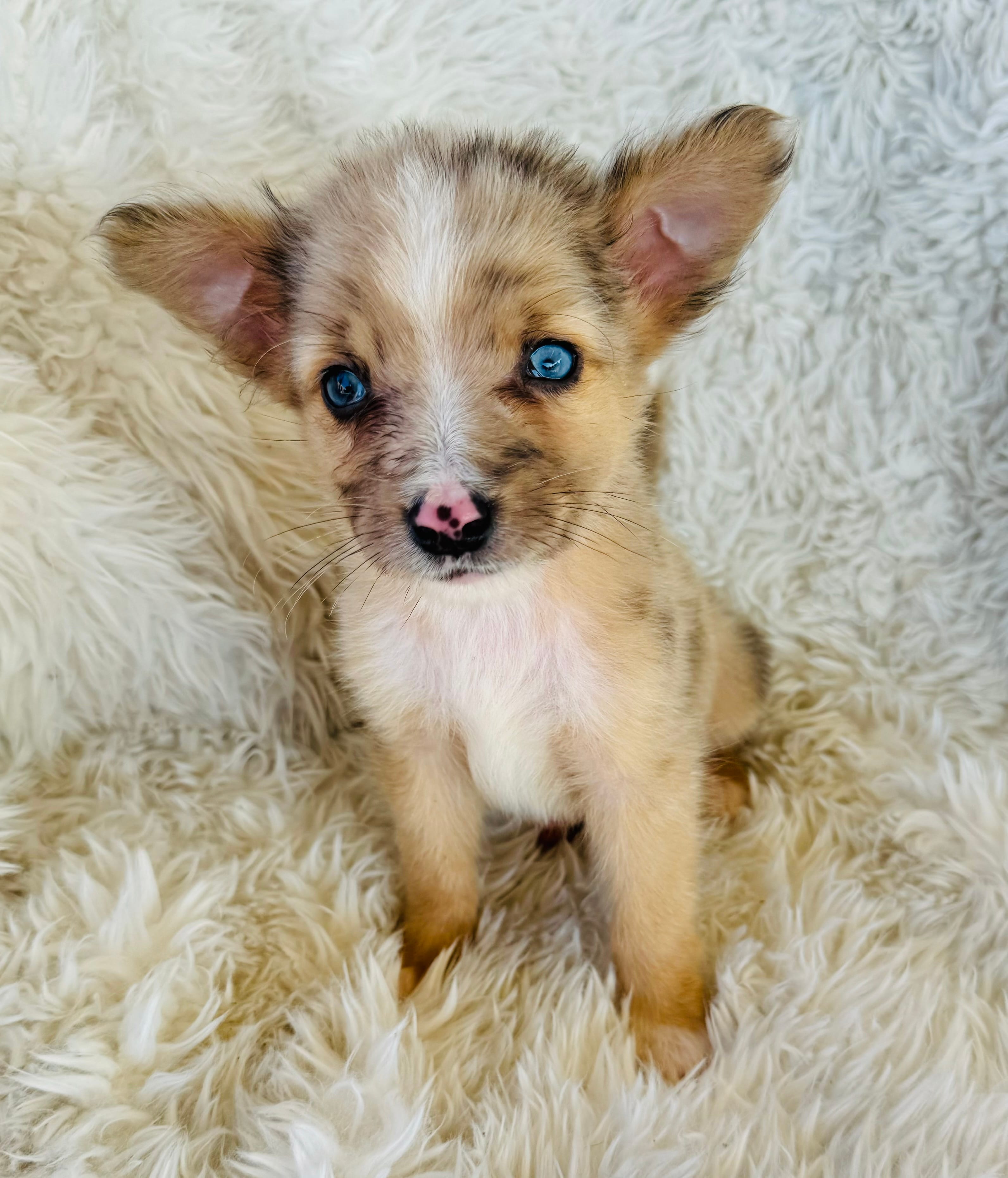 Adopt Squirt Today Find Paw Pal