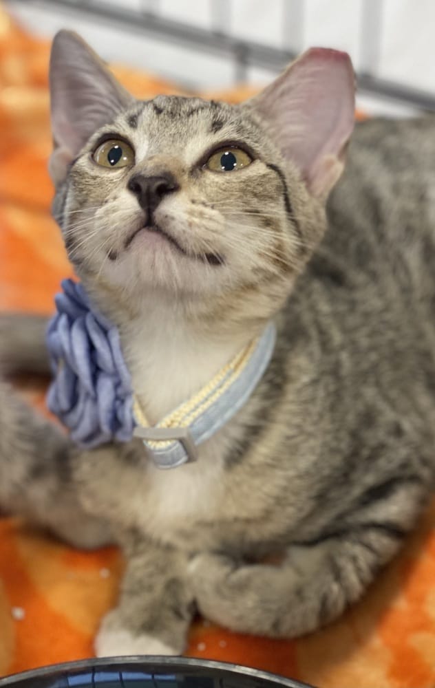 Adopt Blossom Today Pets TheCountyOffice