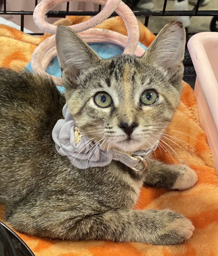 Adopt Blossom Today Pets TheCountyOffice