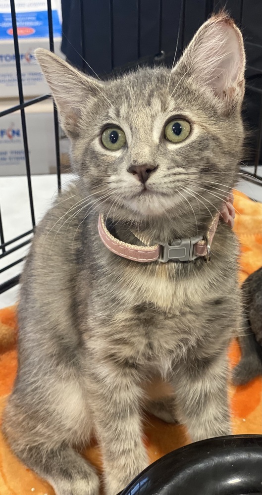 Adopt Blossom Today Pets TheCountyOffice