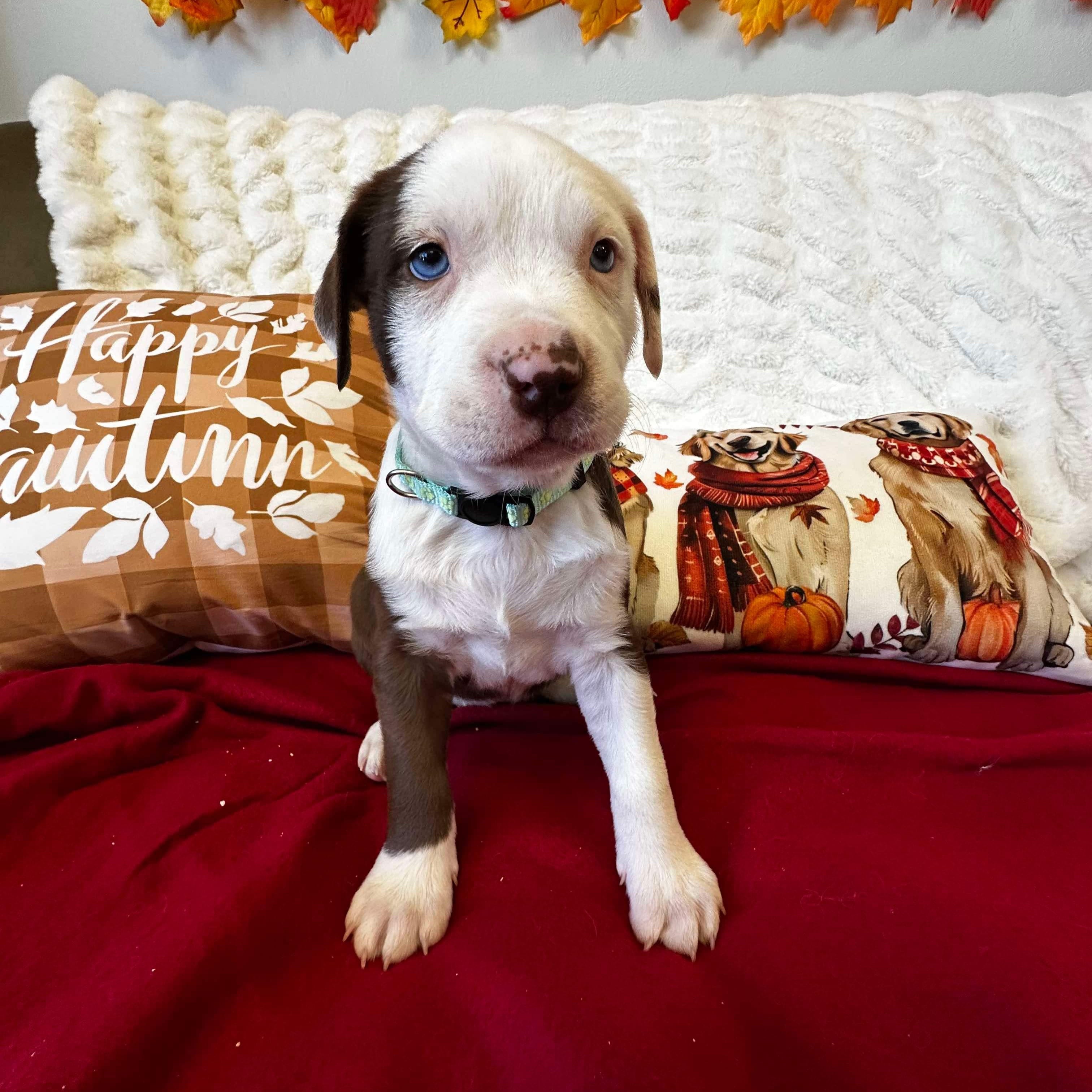 Adopt Cady (Mean Girls litter) Today Pets TheCountyOffice