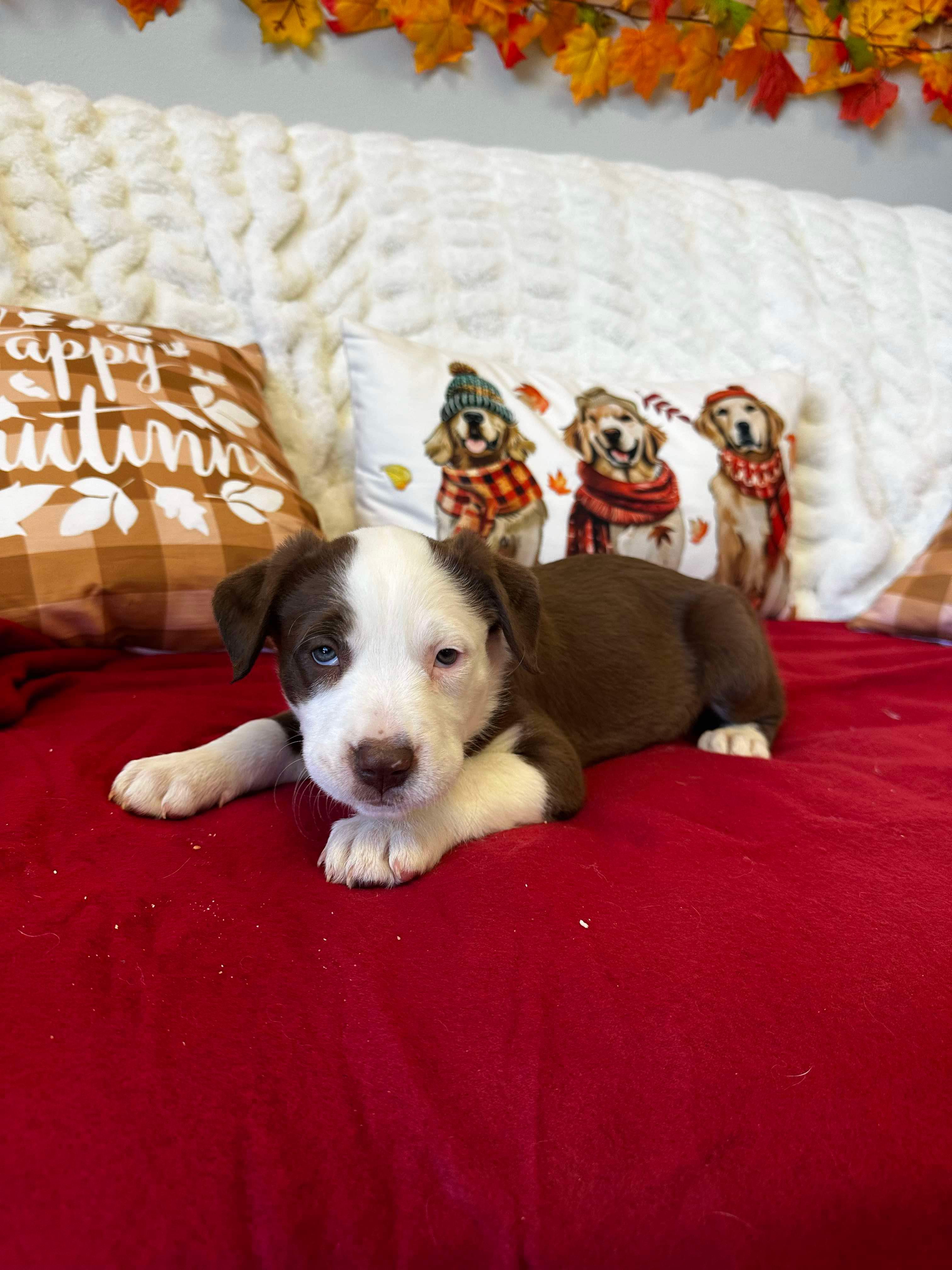 Adopt Sydney Today Pets TheCountyOffice