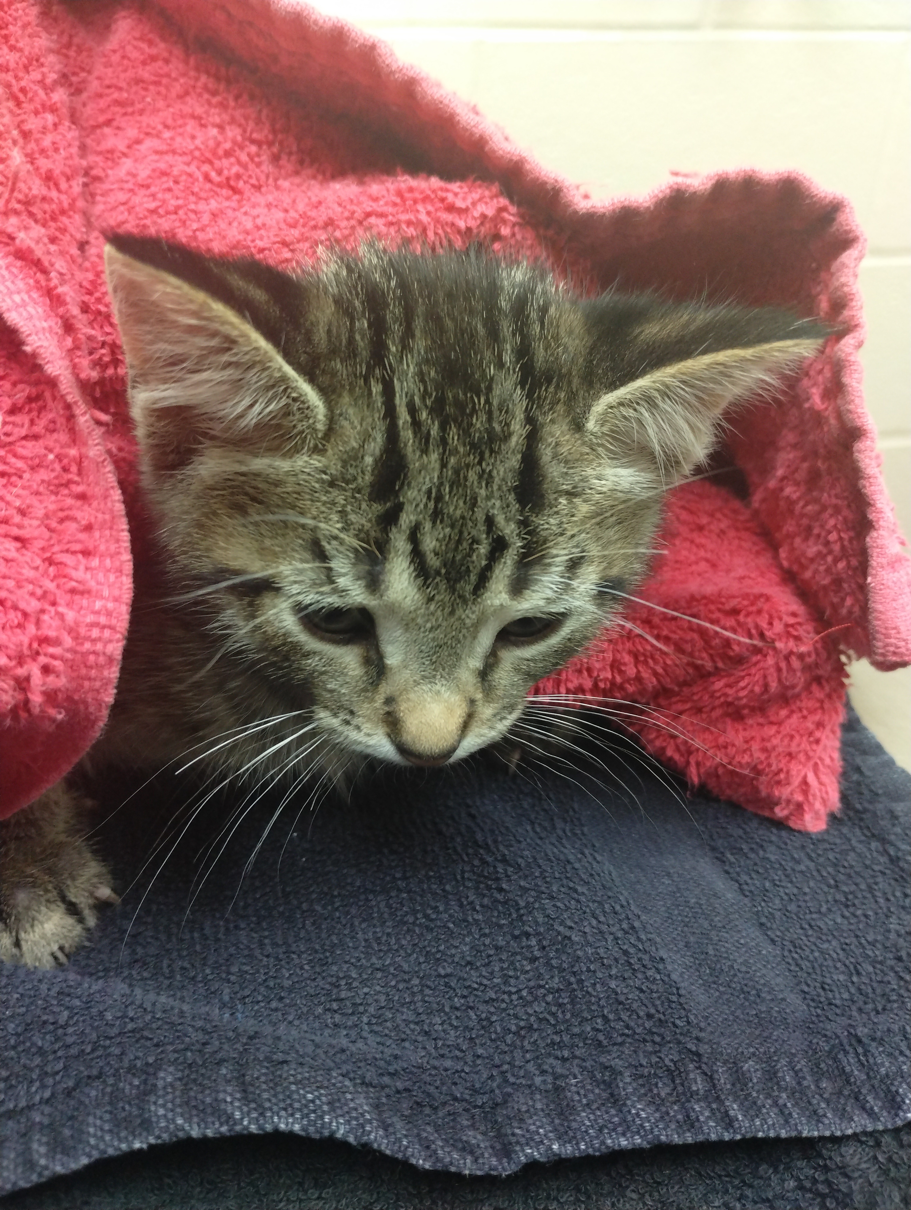 Adopt Rubber Duckie Today Pets TheCountyOffice