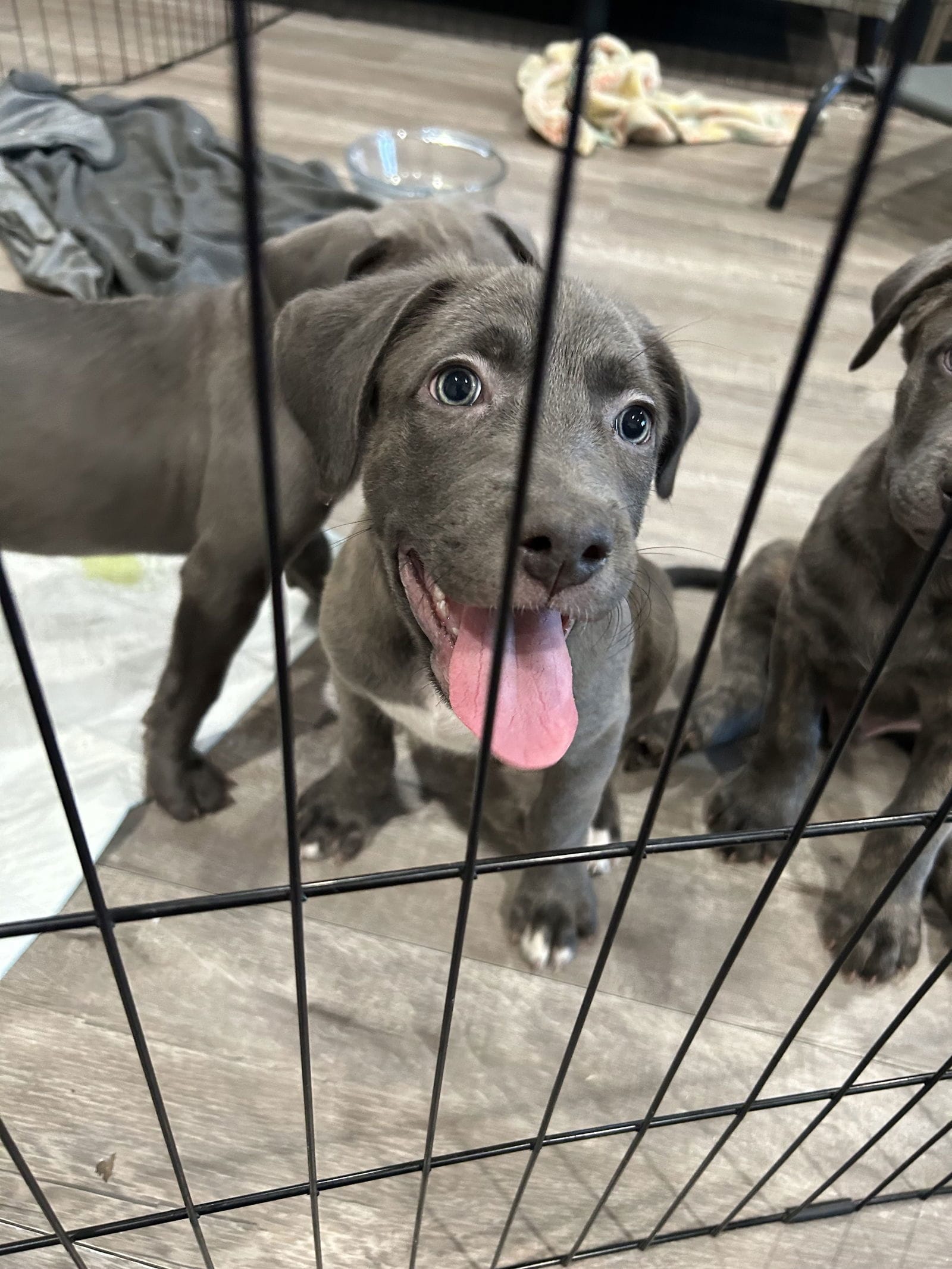 Adopt Sunny Today Pets TheCountyOffice