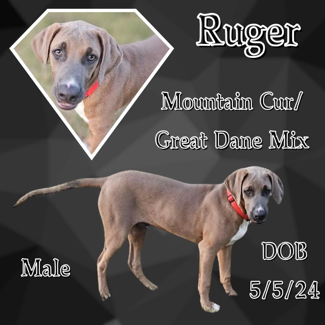Adopt Ruger Today Find Paw Pal