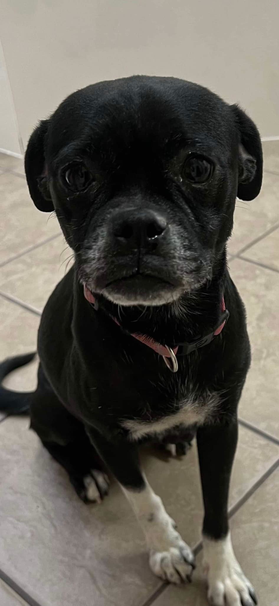 Adopt Dutchess Today Pets TheCountyOffice