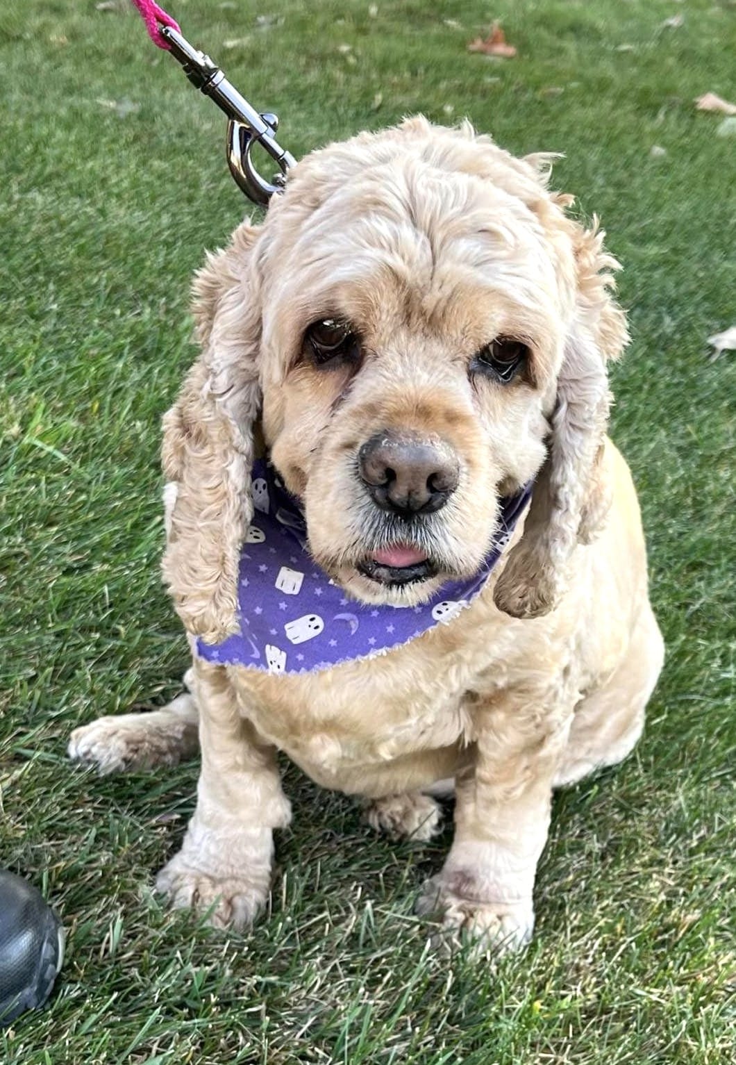 Adopt Mandy Today Pets TheCountyOffice