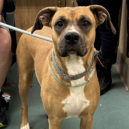 Adopt Vanilla Today Find Paw Pal