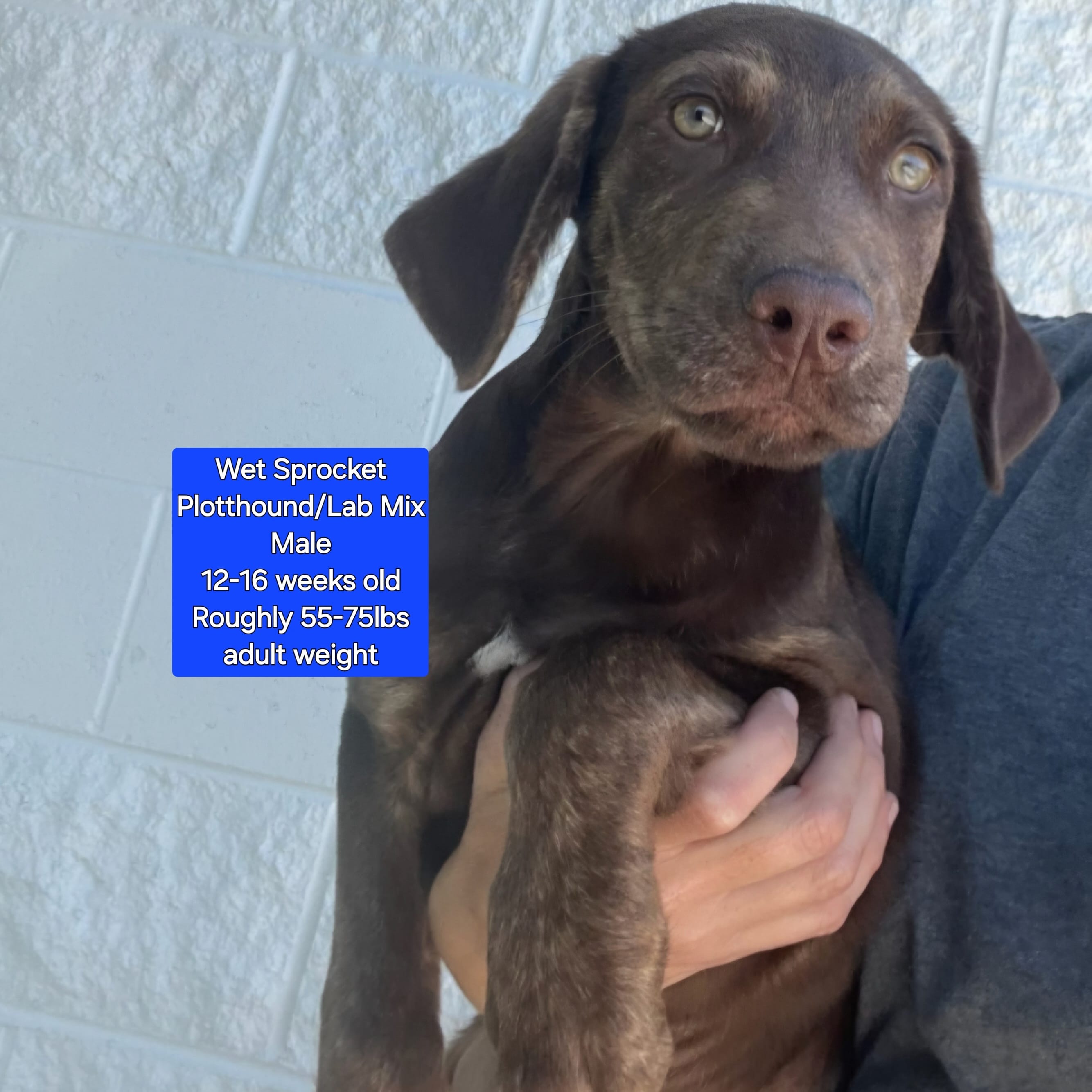 Adopt Wet Sprocket Today Find Paw Pal