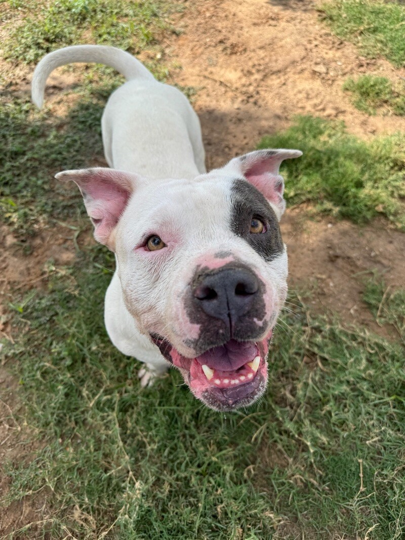 Adopt Thoran Ark, the Chill Boy Today Find Paw Pal