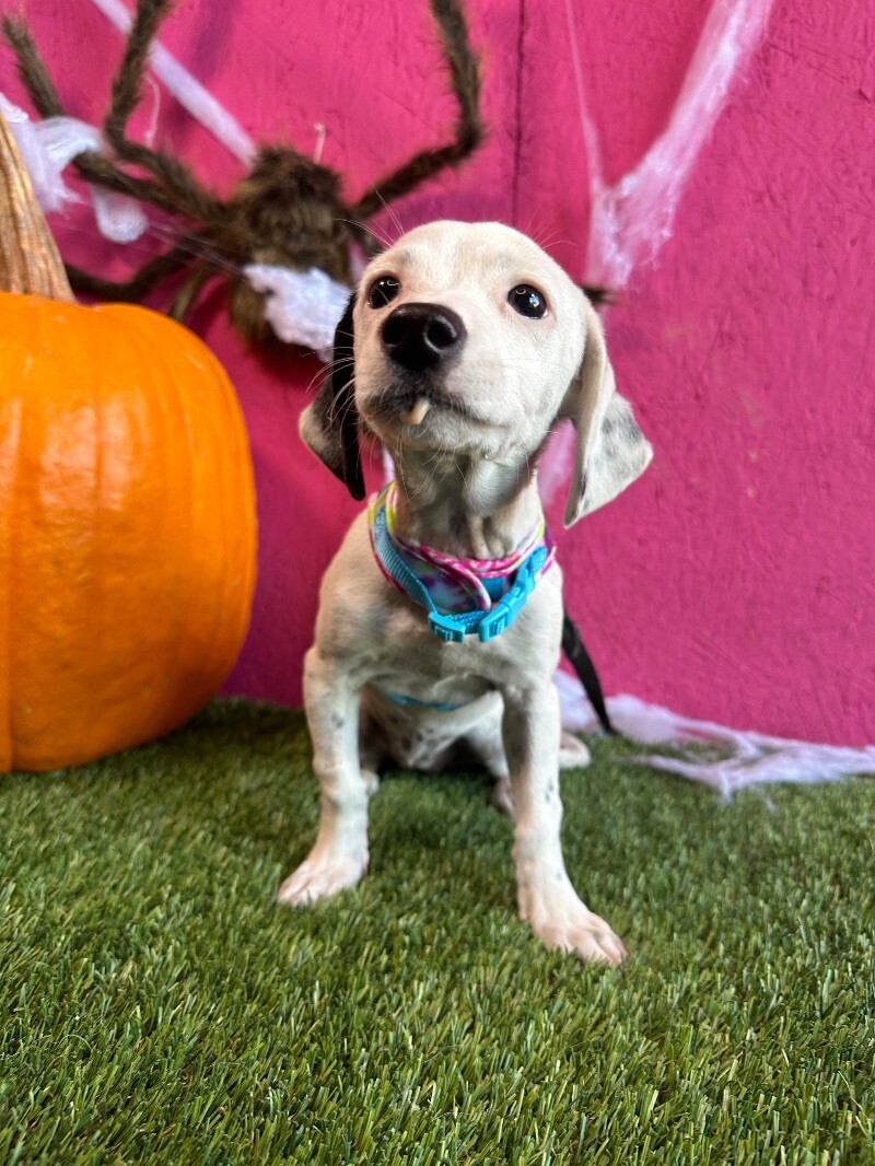 Adopt Sally Today Find Paw Pal