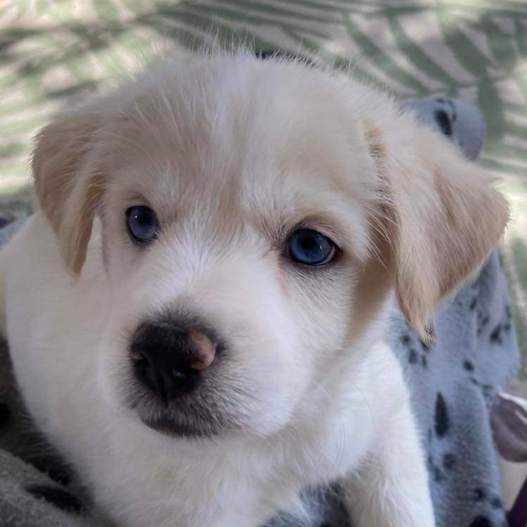 Adopt Nola Daniel Today Pets TheCountyOffice