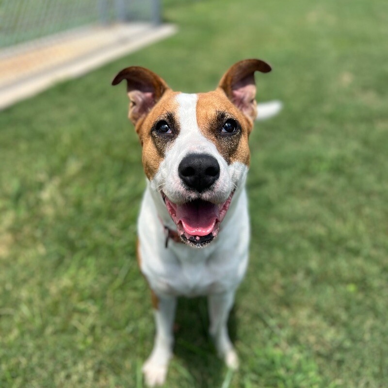 Adopt Karly KidFriendly KittyTolerant and Cuuute! Today Find Paw Pal