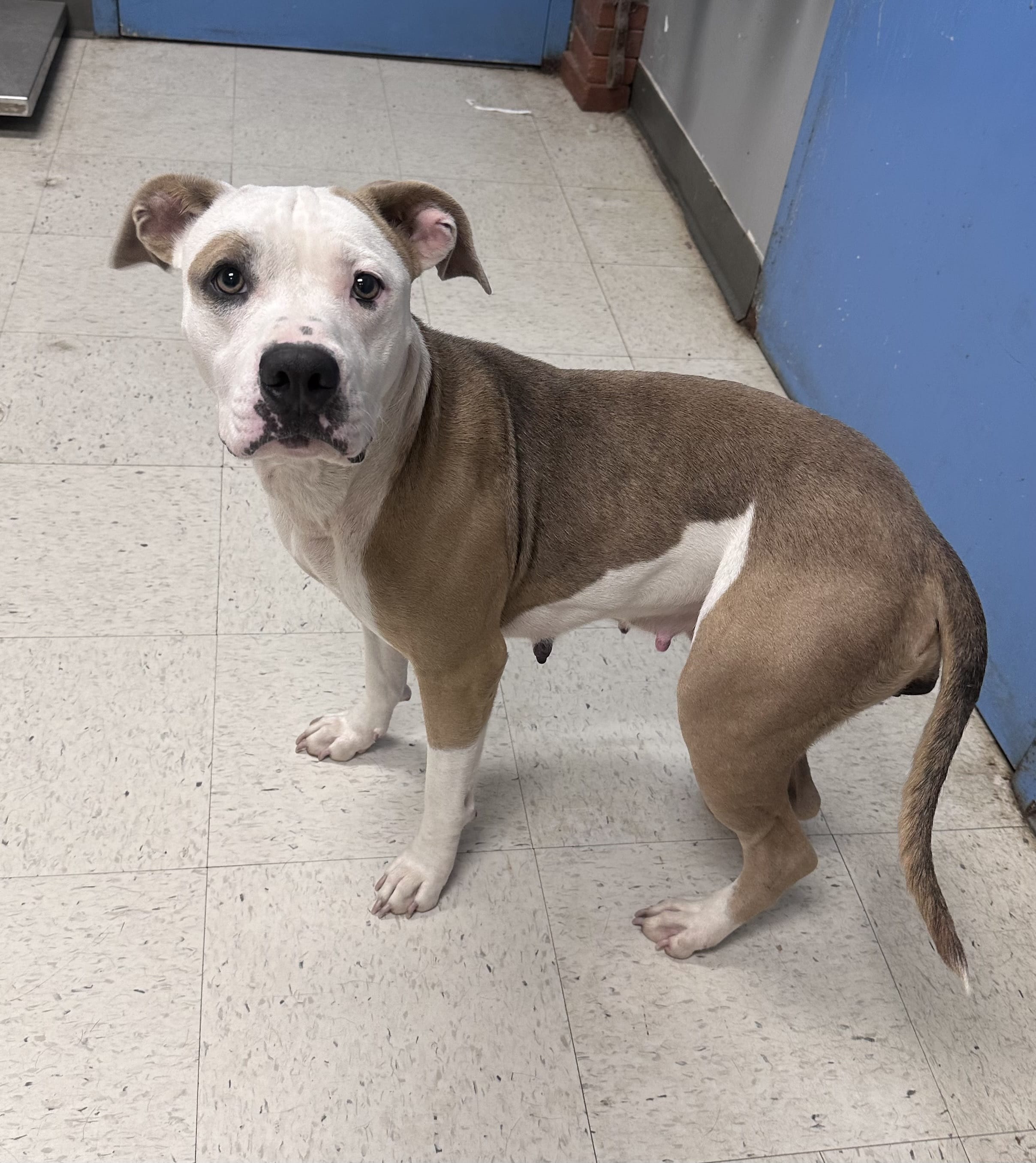 Adopt Honey Lamb Today Find Paw Pal