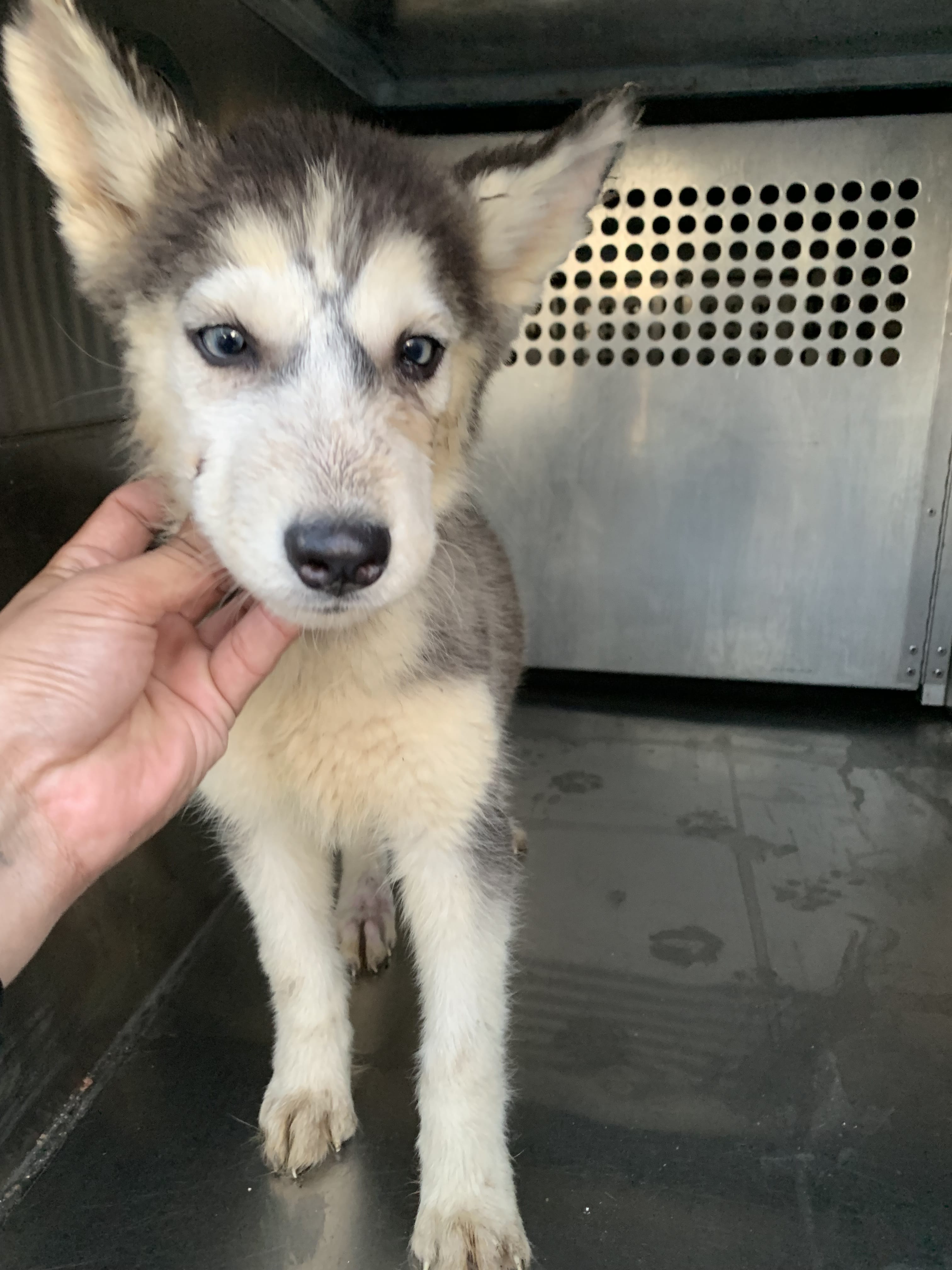 Adopt 15 Today Pets TheCountyOffice