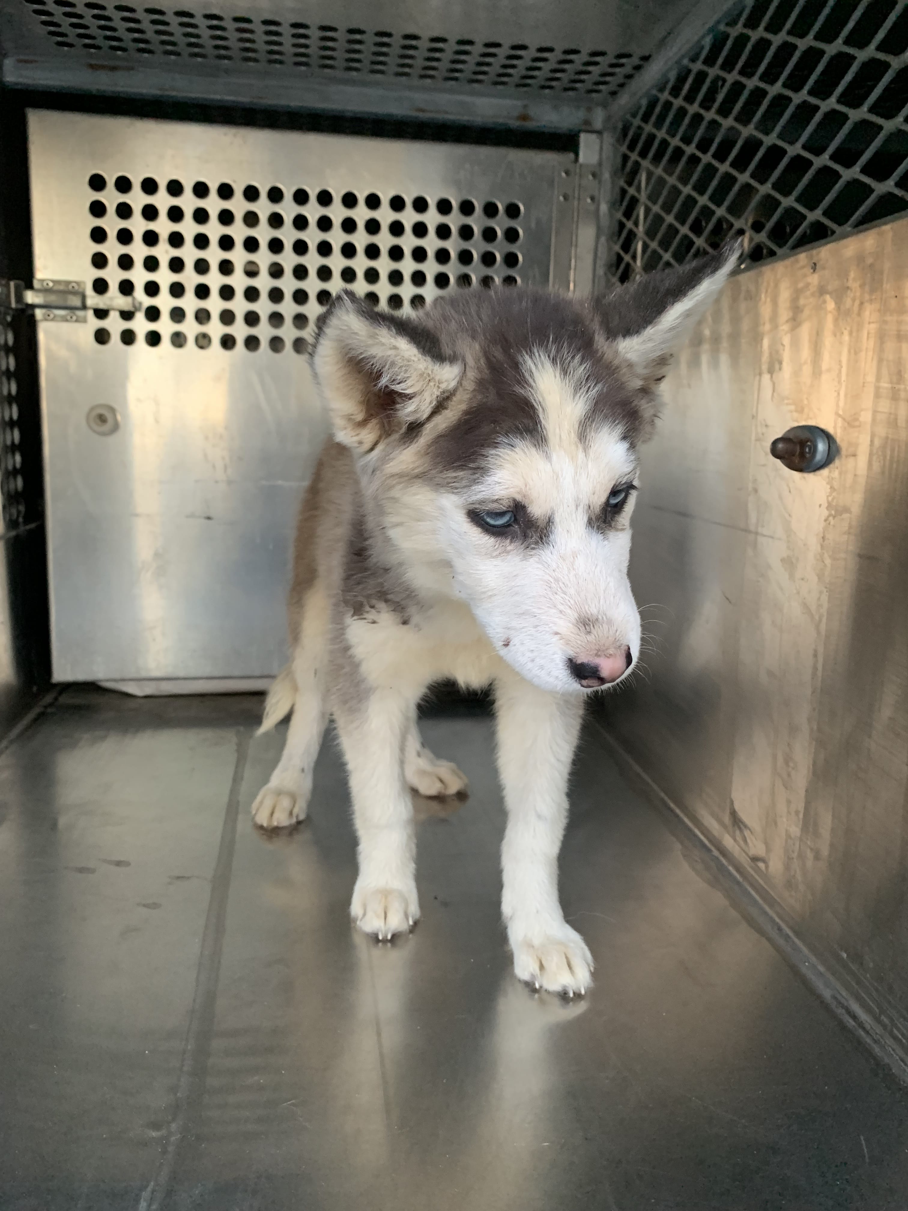 Adopt 15 Today Pets TheCountyOffice