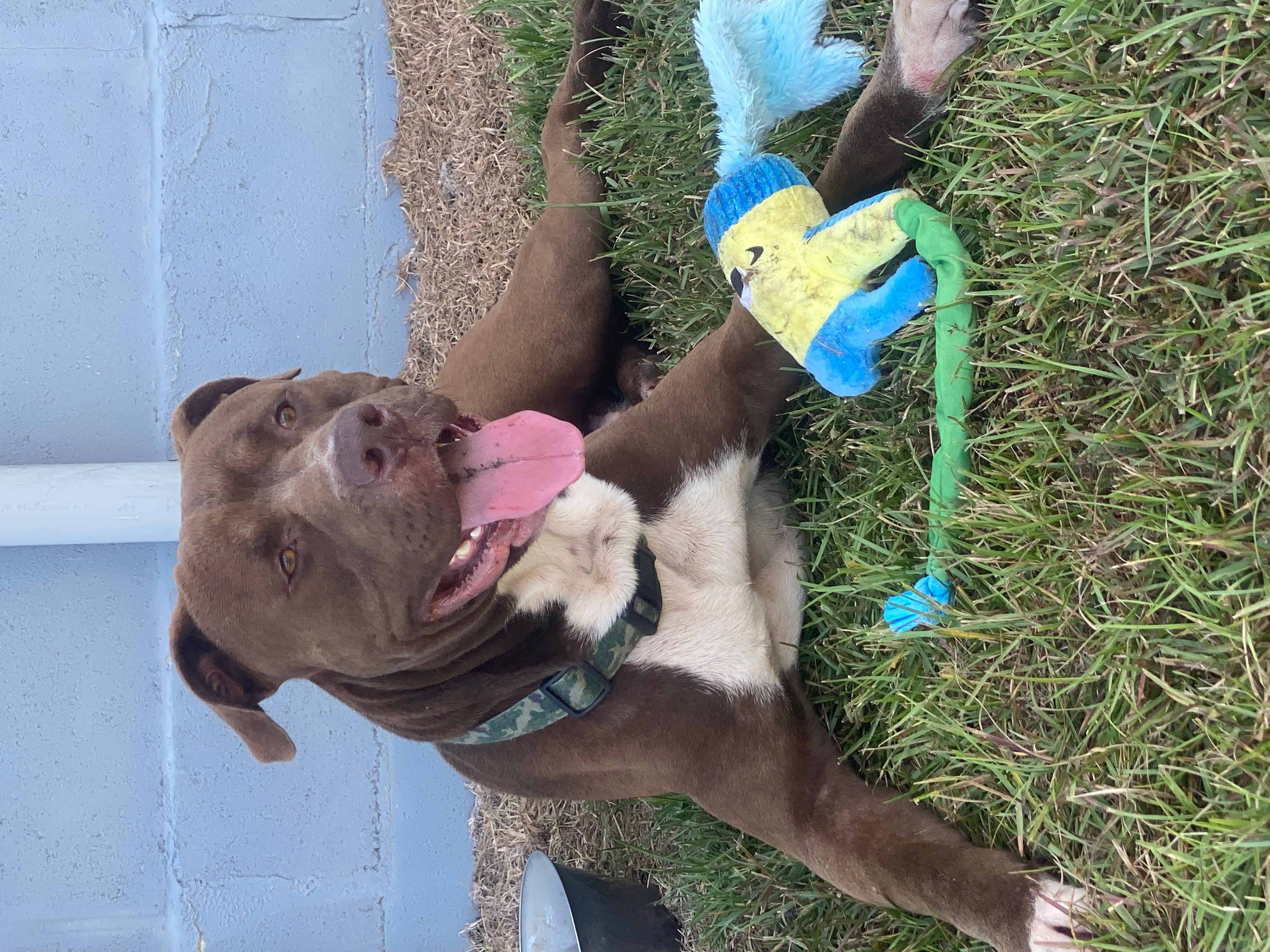 Adopt Hank Today Find Paw Pal