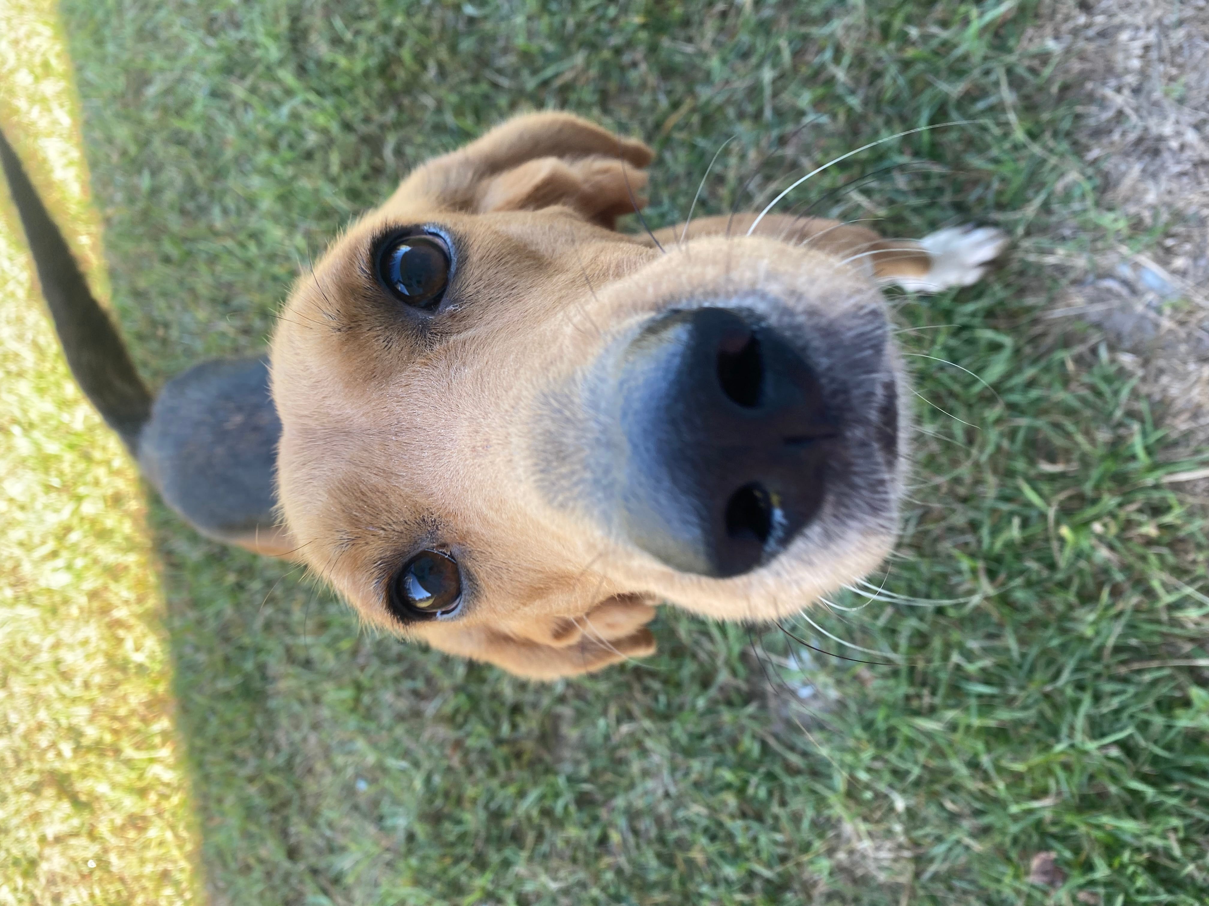 Adopt Lola Today Find Paw Pal